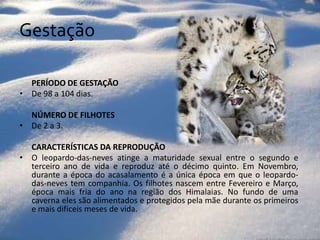 Gestação	Período de gestação De 98 a 104 dias. 	Número de filhotes De 2 a 3. 		Características da reprodução O leopardo-das-neves atinge a maturidade sexual entre o segundo e terceiro ano de vida e reproduz até o décimo quinto. Em Novembro, durante a época do acasalamento é a única época em que o leopardo-das-neves tem companhia. Os filhotes nascem entre Fevereiro e Março, época mais fria do ano na região dos Himalaias. No fundo de uma caverna eles são alimentados e protegidos pela mãe durante os primeiros e mais difíceis meses de vida. 