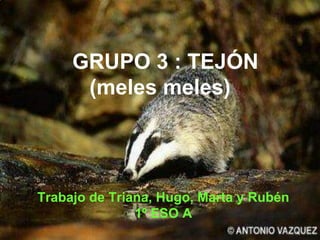 GRUPO 3 : TEJÓN
      (meles meles)




Trabajo de Triana, Hugo, Marta y Rubén
               1º ESO A
 