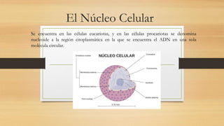 El Núcleo Celular
Se encuentra en las células eucariotas, y en las células procariotas se denomina
nucleoide a la región citoplasmática en la que se encuentra el ADN en una sola
molécula circular.
 