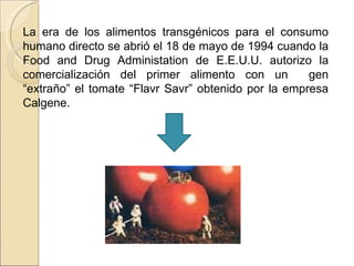 La era de los alimentos transgénicos para el consumo humano directo se abrió el 18 de mayo de 1994 cuando la Food and Drug Administation de E.E.U.U. autorizo la comercialización del primer alimento con un  gen “extraño” el tomate “Flavr Savr” obtenido por la empresa Calgene. 