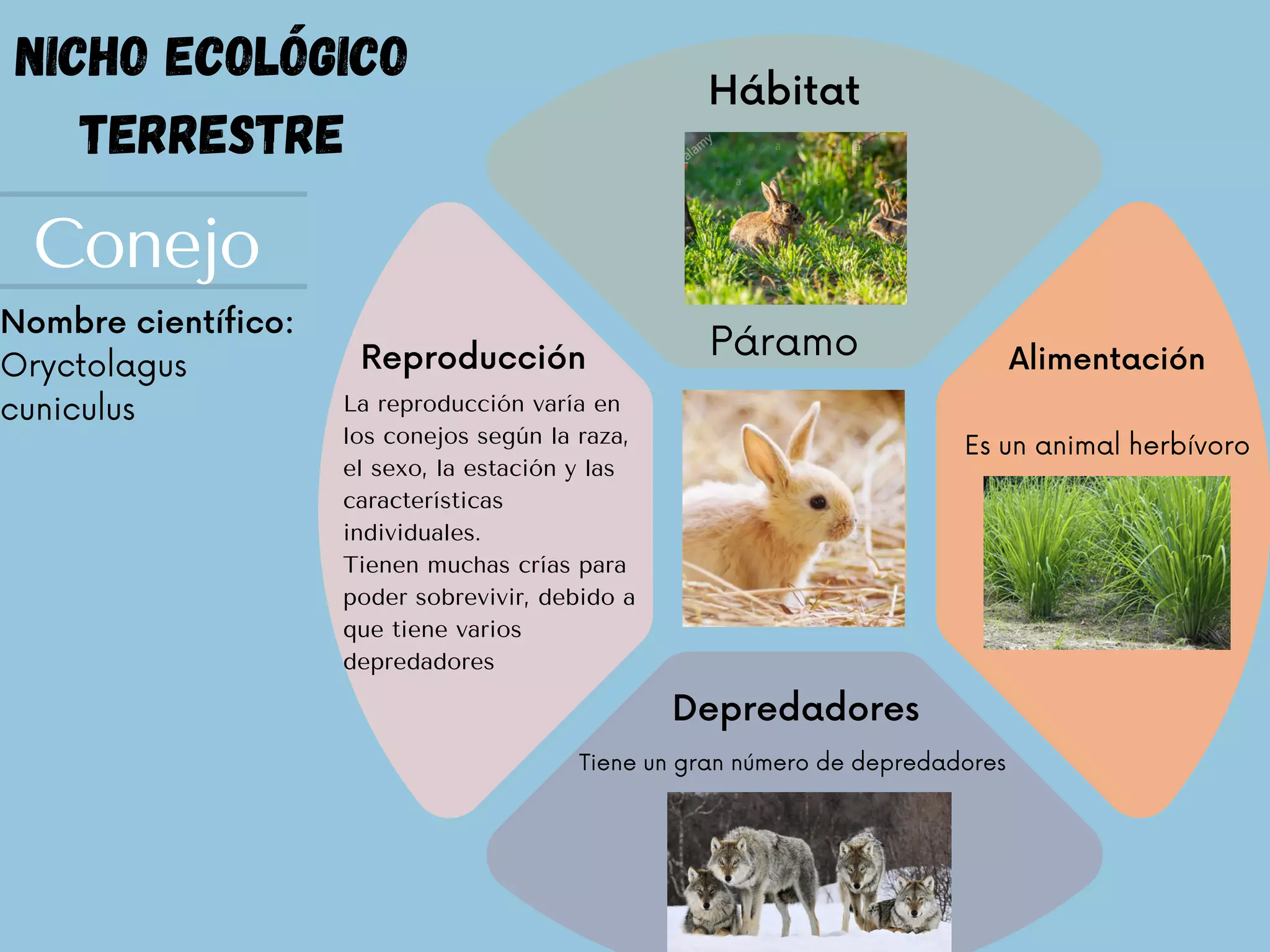 Nicho ecológico | PDF