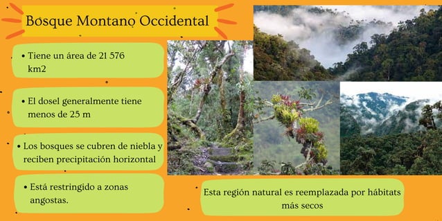 Regiones naturales del Ecuador: Bosque piemontano occidental y Bosque