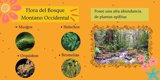 Regiones naturales del Ecuador: Bosque piemontano occidental y Bosque