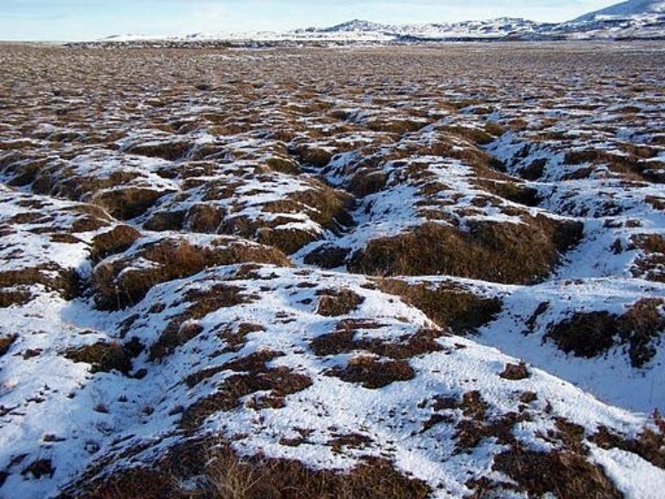 Grupo 4 clima polar o frío