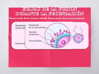 ETAPAS DE LA FUSIÓN
DURANTE LA FECUNDACIÓN
Penetración de la corona radiada Penetración de la zona pelúcida
 