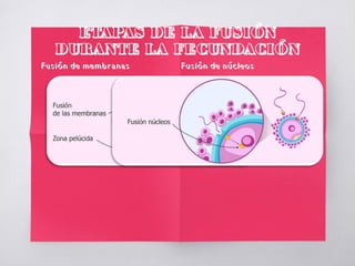 ETAPAS DE LA FUSIÓN
DURANTE LA FECUNDACIÓN
Fusión de membranas Fusión de núcleos
 