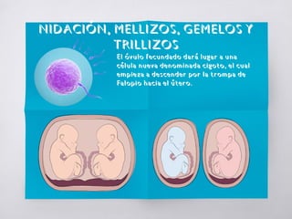 NIDACIÓN, MELLIZOS, GEMELOS Y
TRILLIZOS
El óvulo fecundado dará lugar a una
célula nueva denominada cigoto, el cual
empieza a descender por la trompa de
Falopio hacia el útero.
 