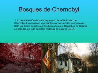 Bosques de Chernobyl 
La contaminación de los bosques con la radiactividad de 
Chernobyl tuvo también importantes consecuencias económicas. 
Sólo los daños sufridos por los bosques en la República de Belarús 
se calculan en más de 8 000 millones de dólares EE.UU 
 