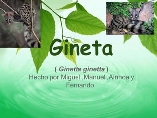 Gineta
       ( Ginetta ginetta )
Hecho por Miguel ,Manuel ,Ainhoa y
           Fernando
 