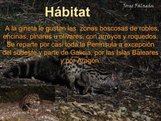 Hábitat
 A la gineta le gustan las zonas boscosas de robles,
encinas, pinares u olivares, con arroyos y roquedos.
 Se reparte por casi toda la Península a excepción
del sudeste y parte de Galicia, por las Islas Baleares
                     y por Aragón.
 