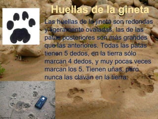Huellas de la gineta
Las huellas de la jineta son redondas
y ligeramente ovaladas, las de las
patas posteriores son más grandes
que las anteriores. Todas las patas
tienen 5 dedos, en la tierra sólo
marcan 4 dedos, y muy pocas veces
marcan los 5. Tienen uñas, pero
nunca las clavan en la tierra.
 