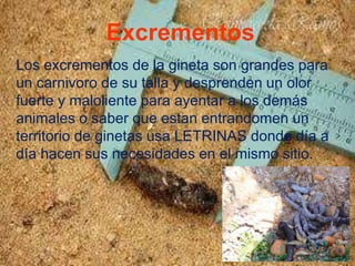 Excrementos
Los excrementos de la gineta son grandes para
un carnivoro de su talla y desprenden un olor
fuerte y maloliente para ayentar a los demás
animales o saber que estan entrandomen un
territorio de ginetas usa LETRINAS donde día a
día hacen sus necesidades en el mismo sitio.
 