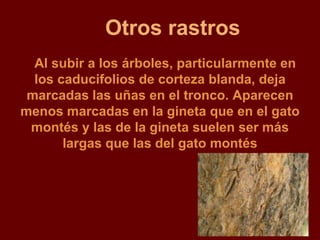 Otros rastros
  Al subir a los árboles, particularmente en
  los caducifolios de corteza blanda, deja
 marcadas las uñas en el tronco. Aparecen
menos marcadas en la gineta que en el gato
 montés y las de la gineta suelen ser más
       largas que las del gato montés
 