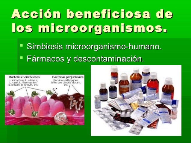 Cuales Son Los Principales Beneficios De Los Microorganismos Images