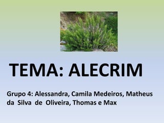 TEMA: ALECRIM
Grupo 4: Alessandra, Camila Medeiros, Matheus
da Silva de Oliveira, Thomas e Max
 