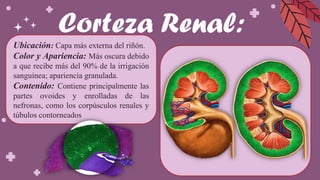 GRUPO #4 Anatomia del aparato urinario.pdf