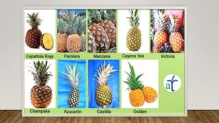 Cultivo de la piña y sus generalidades.pptx
