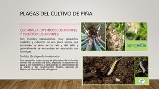 Cultivo de la piña y sus generalidades.pptx
