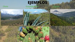 Chota Guayllabamba Patate
EJEMPLOS
 