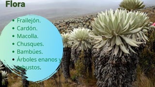 Flora
Frailejón.
Cardón.
Macolla.
Chusques.
Bambúes.
Árboles enanos y
arbustos.


 