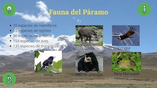 Fauna del Páramo
70 especies de mamíferos
15 especies de reptiles
90 especies de anfibios
154 especies de aves
131 especies de mariposas
Danta Cóndor
Oso de anteojos Rana Marsupial
Mirlo
 