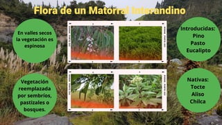 Flora de un Matorral Interandino
Vegetación
reemplazada
por sembríos,
pastizales o
bosques.
En valles secos
la vegetación es
espinosa
Introducidas:
Pino
Pasto
Eucalipto
Nativas:
Tocte
Aliso
Chilca
 