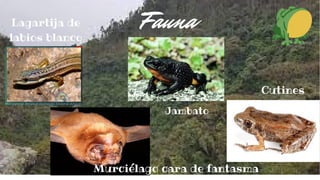 Lagartija de
labios blanco
Murciélago cara de fantasma
Jambato
Fauna
Cutines
 
