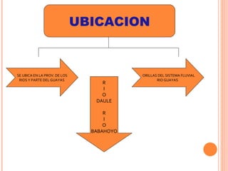 UBICACION SE UBICA EN LA PROV. DE LOS RIOS Y PARTE DEL GUAYAS  ORILLAS DEL SISTEMA FLUVIAL  RIO GUAYAS  R I O DAULE R I O BABAHOYO 
