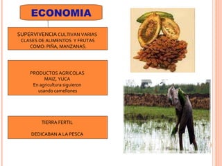 ECONOMIA SUPERVIVENCIA  CULTIVAN VARIAS  CLASES DE ALIMENTOS  Y FRUTAS COMO: PIÑA, MANZANAS. PRODUCTOS AGRICOLAS  MAIZ, YUCA  En agricultura siguieron  usando camellones TIERRA FERTIL  DEDICABAN A LA PESCA  