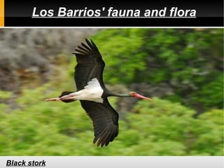 Los Barrios' fauna and flora




Black stork
 