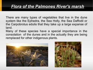 Flora of the Palmones River's marsh

There are many types of vegetables that live in the dune
system like the Ephedra, the Sea Holly, the Sea Daffodil or
the Carpobrotus edulis that they take up a large expanse of
land.
Many of these species have a special importance in the
consolation of the dunes and in the actually they are being
remplaced for other indigenous plants.
 