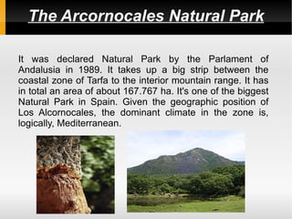 The Arcornocales Natural Park

It was declared Natural Park by the Parlament of
Andalusia in 1989. It takes up a big strip between the
coastal zone of Tarfa to the interior mountain range. It has
in total an area of about 167.767 ha. It's one of the biggest
Natural Park in Spain. Given the geographic position of
Los Alcornocales, the dominant climate in the zone is,
logically, Mediterranean.
 
