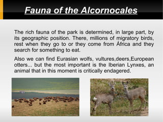 Fauna of the Alcornocales

The rich fauna of the park is determined, in large part, by
its geographic position. There, millions of migratory birds,
rest when they go to or they come from África and they
search for something to eat.
Also we can find Eurasian wolfs, vultures,deers,European
otters... but the most important is the Iberian Lynxes, an
animal that in this moment is critically endagered.
 