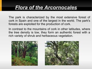 Flora of the Arcornocales
The park is characterized by the most extensive forest of
cork in Spain and one of the largest in the world. The park's
forests are exploited for the production of cork.
In contrast to the mountains of cork in other latitudes, where
the tree density is low, they form an authentic forest with a
rich variety of shrub and herbaceous vegetation.
 