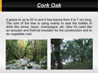 Cork Oak

It grows to up to 20 m and it has leaves from 4 to 7 cm long.
The cork of the tree is using mainly to seal the bottles of
drink like wines, liquor, champagne, etc. Also it's used like
an acoustic and thermal insulator for the construction and to
do vegetable coal.
 
