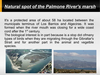 Natural spot of the Palmone River's marsh

It's a protected area of about 58 ha located between the
municipals terminus of Los Barrios and Algeciras. It was
formed when the river mouth was closing for a wide coast
cord after the 1st century.
The biological interest is in part because is a stop dot ofmany
types of birds when they are migrating through the Gibraltar's
Strait and for another part in the animal and vegetble
species.
 