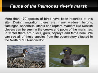 Fauna of the Palmones river's marsh

More than 170 species of birds have been recorded at this
site. During migration there are many waders, herons,
flamingos, spoonbills, storks and raptors. Waders like Kentish
plovers can be seen in the creeks and pools of the marismas.
In winter there are ducks, gulls, ospreys and terns here. We
can see all of these species from the observatory situated in
the North of “El Rinconcillo”.
 