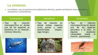 La simbiosis
 La simbiosis, que se presenta entre poblaciones distintas, puede manifestarse como parasitismo,
mutualismo o comensalismo.
Comensalismo
• Tipo de relación
interespecífica en donde
una de las especies se
beneficia en la relación.
(rémora-tiburón).
Mutualismo
• Tipo de relación en
donde ambas especies
viven juntas y salen
beneficiadas. (liquen,
alga-hongo).
Parasitismo
• Tipo de relación
interespecíficas en donde
una de las especies
perjudica a la otro, en
algunas ocasiones
causándole hasta le
muerte. (paludismo)
 