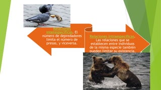Relaciones
interespecíficas. El
número de depredadores
limita el número de
presas, y viceversa.
Relaciones intraespecíficas.
Las relaciones que se
establecen entre individuos
de la misma especie también
pueden limitar su existencia.
 