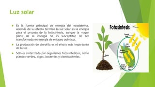 Luz solar
 Es la fuente principal de energía del ecosistema.
Además de su efecto térmico la luz solar es la energía
para el proceso de la fotosíntesis, aunque la mayor
parte de la energía no es susceptible de ser
transformada en energía de enlaces químicos.
 La producción de clorofila es el efecto más importante
de la luz.
 Sólo es sintetizada por organismos fotosintéticos, como
plantas verdes, algas, bacterias y cianobacterias.
 