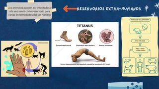 Reservorios extra-humanos
Los animales pueden ser infectados y
a la vez servir como reservorio para
varias enfermedades del ser humano
 