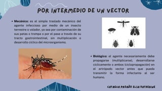 CATAGUA PROAÑO ELSA KATHERINE
Biológico: el agente necesariamente debe
propagarse (multiplicarse), desarrollarse
cíclicamente o ambos (ciclopropagación) en
el artrópodo vector antes que pueda
transmitir la forma infectante al ser
humano.
Mecánico: es el simple traslado mecánico del
agente infeccioso por medio de un insecto
terrestre o volador, ya sea por contaminación de
sus patas o trompa o por el pase a través de su
tracto gastrointestinal, sin multiplicación o
desarrollo cíclico del microorganismo.
Por intermedio de un vector
 