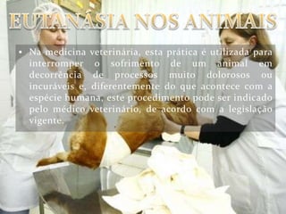  Na medicina veterinária, esta prática é utilizada para
  interromper o sofrimento de um animal em
  decorrência de processos muito dolorosos ou
  incuráveis e, diferentemente do que acontece com a
  espécie humana, este procedimento pode ser indicado
  pelo médico veterinário, de acordo com a legislação
  vigente.
 