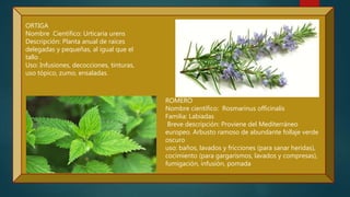 ORTIGA
Nombre Científico: Urticaria urens
Descripción: Planta anual de raíces
delegadas y pequeñas, al igual que el
tallo .
Uso: Infusiones, decocciones, tinturas,
uso tópico, zumo, ensaladas.
ROMERO
Nombre científico: Rosmarinus officinalis
Familia: Labiadas
Breve descripción: Proviene del Mediterráneo
europeo. Arbusto ramoso de abundante follaje verde
oscuro
uso: baños, lavados y fricciones (para sanar heridas),
cocimiento (para gargarismos, lavados y compresas),
fumigación, infusión, pomada
 