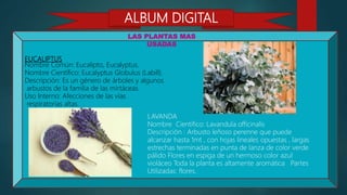 EUCALIPTUS
Nombre Común: Eucalipto, Eucalyptus.
Nombre Científico: Eucalyptus Globulus (Labill).
Descripción: Es un género de árboles y algunos
arbustos de la familia de las mirtáceas.
Uso Interno: Afecciones de las vías
respiratorias altas.
LAS PLANTAS MAS
USADAS
LAVANDA
Nombre Científico: Lavandula officinalis
Descripción : Arbusto leñoso perenne que puede
alcanzar hasta 1mt , con hojas lineales opuestas , largas
estrechas terminadas en punta de lanza de color verde
pálido Flores en espiga de un hermoso color azul
violáceo Toda la planta es altamente aromática Partes
Utilizadas: flores.
ALBUM DIGITAL
 