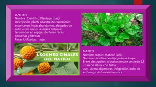 LLANTEN
Nombre Científico: Plantago major
Descripción planta silvestre de crecimiento
espontaneo, hojas abundantes, alargadas de
color verde suave, vástagos delgados
terminados en espigas de flores raíces
pequeñas y fibrosas
Partes Utilizadas: hojas
MATICO
Nombre común: Matico/ Pañil
Nombre científico: Vedeja globosa Hope.
Breve descripción: arbusto siempre verde de 1,5
- 3 m de altura, con tallos
uso: úlceras digestivas, indigestión, dolor de
estómago, disfunción hepática.
 