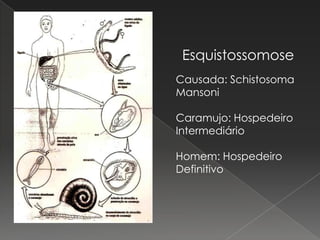 Esquistossomose
Causada: Schistosoma
Mansoni

Caramujo: Hospedeiro
Intermediário

Homem: Hospedeiro
Definitivo
 