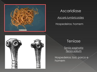 Ascaridíase
 Ascaris lumbricoides

Hospedeiros: homem




         Teníase
      Tenia saginata
       Tenia solium

Hospedeiros: boi, porco e
homem
 