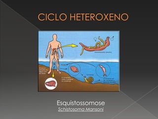 Esquistossomose
Schistosoma Mansoni
 