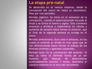 La etapa pre-natal
Se desarrolla en el vientre materno, desde la
concepción del nuevo ser hasta su nacimiento.
Pasa por tres periodos:
Periodo zigótico: Se inicia en el momento de la
concepción, cuando el espermatozoide fecunda al
óvulo y se forma el huevo o zigoto. Este comienza
entonces a dividirse y subdividirse en células y
aumenta de tamaño hasta formar el embrión, que
al final de la segunda semana se arraiga en el
útero.
Periodo embrionario: Dura unas 6 semanas, en las
cuales el embrión se divide en tres capas que se
van diferenciando hasta formar el esbozo de los
diversos sistemas y aparatos corporales.
Periodo fetal: Es la culminación del embrión. El
feto ya tiene la definida forma de un ser
humano,      que    después    de    desarrollarse
aceleradamente durante 7 meses, abandona el
claustro materno en el acto del nacimiento
 